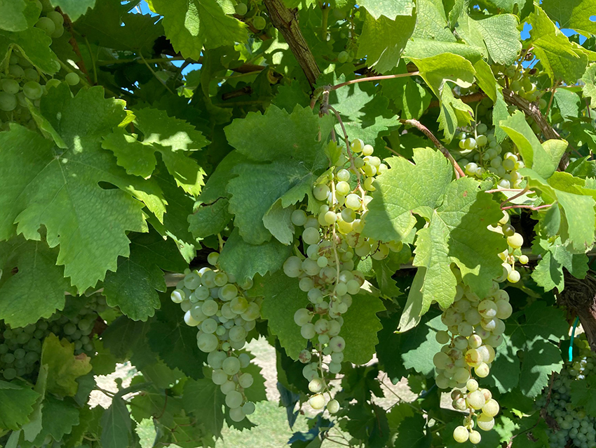 POAPERITIVO GLERA PROSECCO